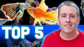 My TOP 5 LIVEBEARER AQUARIUM FISH [upl. by Constantin948]