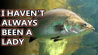 Barramundi facts metery mamas  Animal Fact Files [upl. by Amlet938]