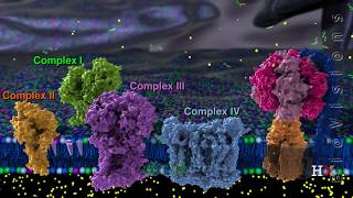 Electron transport chain [upl. by Lynnet]