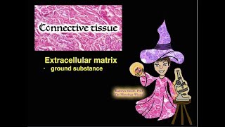 Connective Tissue Extracellular Matrix [upl. by Nylecyoj188]