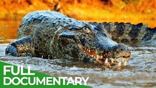 Wildlife  Episode 2 Crocodiles Alligators Caimans amp Gharials  Free Documentary Nature [upl. by Ahsiniuq]