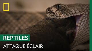 Du rat au menu de ce serpent [upl. by Lorou]