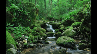 SONIDO DEL AGUA FLUYENDO EN EL RIO PARA DORMIR  WATER SOUND IN THE RIVER FLOWING TO SLEEP [upl. by Caddaric]