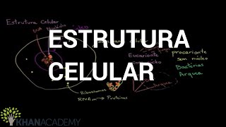 Estrutura Celular  Biologia  Khan Academy [upl. by Ahsiken18]