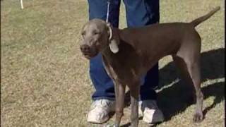 Weimaraner German Hunting Dog [upl. by Kendell]