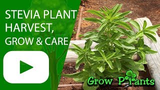 Stevia plant  How to grow amp care  Sweetener Candyleaf [upl. by Ahtiekal]