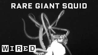 Scientist Explains How She Captured Rare Giant Squid Footage  WIRED [upl. by Hillel]