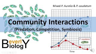 Community Interactions Competition Predation Symbiosis [upl. by Oyek797]