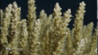 How Corals Eat Coral Polyps Feeding [upl. by Soilisav]