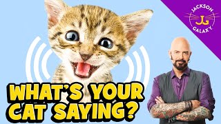 Cat Vocalizations and What They Mean [upl. by Bremer762]