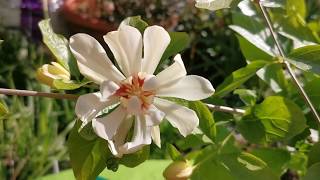 Calycanthus Venus  allspice sweetshrub spicebush hybridvery fragrant plant for a UK small garden [upl. by Boardman]