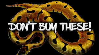 Dont Buy These 10 Ball Pythons [upl. by Hsima92]