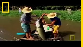 Monster Fish of the Amazon  National Geographic [upl. by Glynis]