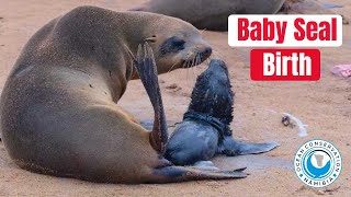 Baby Seal Live Birth [upl. by Nawrocki792]