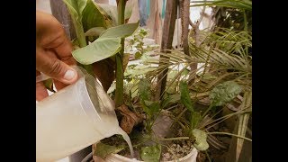 ¿POR QUÉ REGAR LAS PLANTAS CON AGUA DEL LAVADO DE ARROZ [upl. by Rednael]