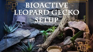 Bioactive LEOPARD GECKO setup [upl. by Laubin268]