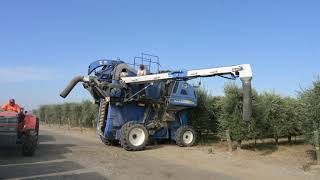 Rolland Rosenthal California Olive Farmer How Olives Are Grown  Harvested for Olive OIl [upl. by Aspia]