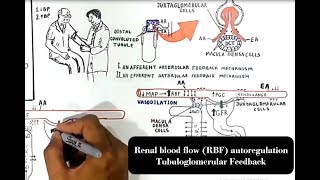 Renal blood flow RBF autoregulation Tubuloglomerular Feedback [upl. by Tnahsin]