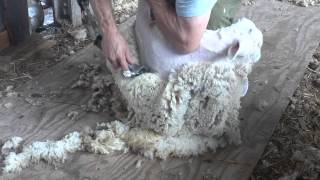 Machine Shearing Instruction [upl. by Socrates]