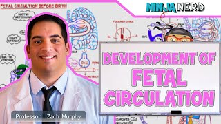 Embryology  Development of Fetal Circulation [upl. by Starks767]