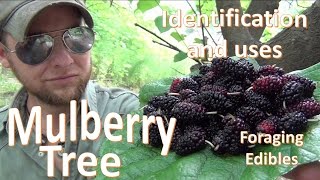 The Mulberry Tree Uses and Identification Survival Foraging [upl. by Strawn287]