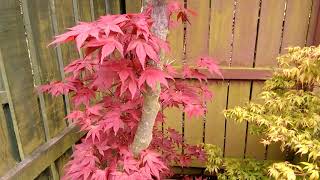 Japanese Maple Acer Atropurpureum [upl. by Dahij711]