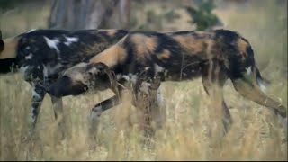 BBC Planet Earth African Wild Dogs [upl. by Olatha622]