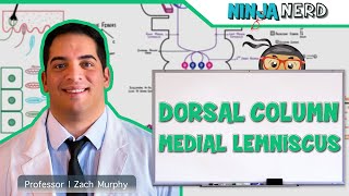 Ascending Tracts  Dorsal Column Medial Lemniscus Pathway [upl. by Nyberg]