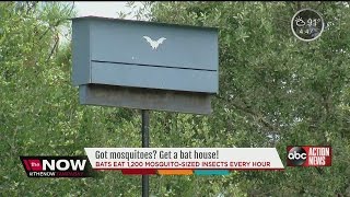 Got Mosquitoes Get a bat house [upl. by Sirromad]