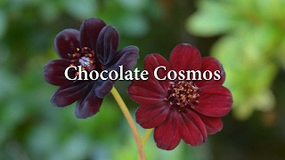 Chocolate Cosmos  How to grow and Care For Cosmos astrosanguineus [upl. by Llenoj]