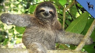 8 Reasons To Love Sloths Even More [upl. by Odlonra]