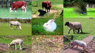 Animales de Granja para niños con vídeos [upl. by Moraj]