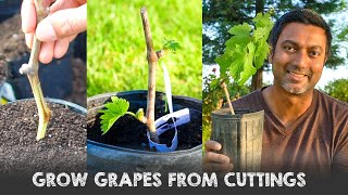 Easiest Way to Grow Grape Vines from Cuttings [upl. by Atiruam]