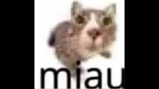 Miau meme 1Hour [upl. by Aizitel903]