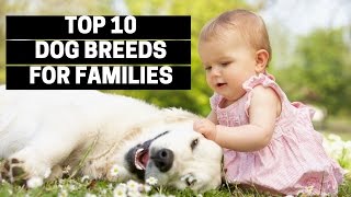 TOP 10 DOGS FOR FAMILIES  Best Puppy Breed For Children [upl. by Sevik903]