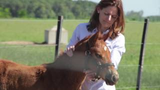 Treatment and Control of Foal Diarrhea Part 3 of 3 [upl. by Eirot59]