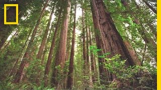 Experience the Magic of Redwood National Park  Short Film Showcase [upl. by Uokes325]