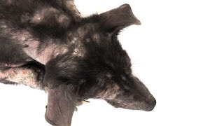 Dog Hair Loss Home Remedies [upl. by Marucci]