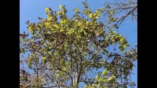 Plant portrait  Princess tree Paulownia tomentosa [upl. by Enaled]