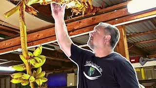 NEW Way To RIPEN Bananas to Make Them Sweeter [upl. by Mandy]