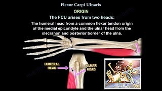 Flexor Carpi Ulnaris  Everything You Need To Know  Dr Nabil Ebraheim [upl. by Murrell]