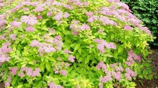 Renewal Pruned Spirea Flourishing [upl. by Nalac]