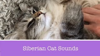 Siberian Cat Meowing Talking and Purring [upl. by Mastic281]