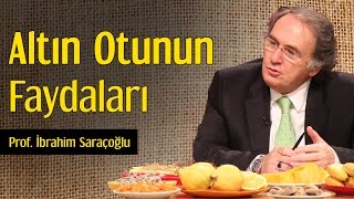 Altın Otunun Faydaları  Prof İbrahim Saraçoğlu [upl. by Genevra]