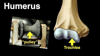 Humerus [upl. by Phenica424]