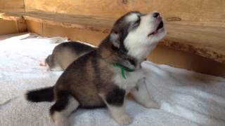 Baby wolf is learning to howl [upl. by Lundt]