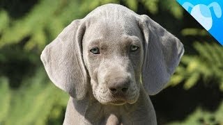 Weimaraner Facts [upl. by Ative]