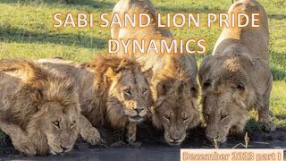 SABI SAND LION PRIDE DYNAMICS  December 2023 part 1 [upl. by Paco]