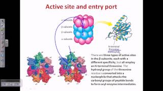 Proteasome and protein degradation [upl. by Nevaj]