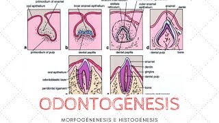 ODONTOGÉNESIS MORFOGÉNESIS E HISTOGÉNESIS [upl. by Nnaynaffit]